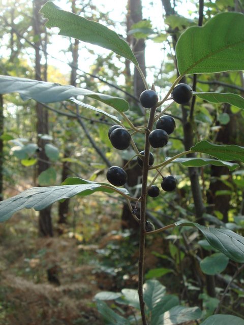 Rhamnus frangula fruit P1A